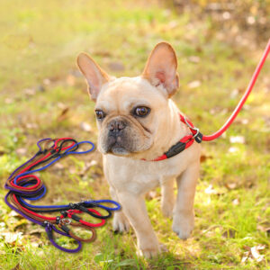 Gucci Dog leash pet leash